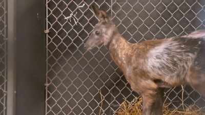 If the fawn is gaining weight, - Secrets of the Zoo