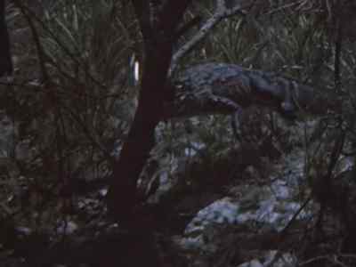 If the gator
changes his tactics
and goes off to hide, - Prowlers of the Everglades