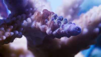 If the high temperatures are sustained, - Blue Planet II
