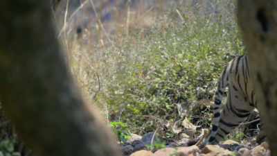 If the langurs can easily spot her,
why, then, - Attenborough's Life in Colour