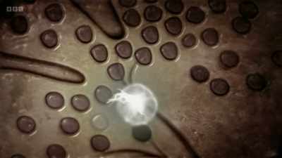 If the sample is recognised,
this triggers the production - The Human Body: Secrets of Your Life Revealed