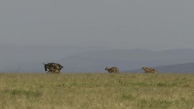 If the Tano Bora work as a team, - Chasing the Rains