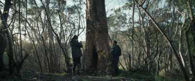 If the tree is removed, - Carnifex