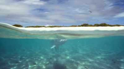 If the trevally are to catch one now, - Blue Planet II