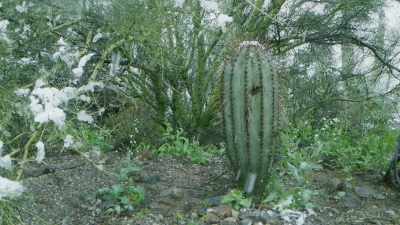 If the water stored inside a young
cactus should freeze, - The Green Planet