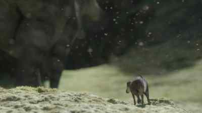 If the young can't keep up,
their mothers abandon them. - Prehistoric Planet