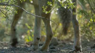If the young cholla
put down roots here, - The Green Planet