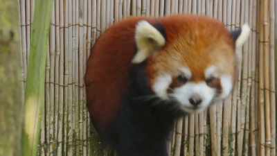 If their face wasn't cute
enough, their butt is cute, too. - Secrets of the Zoo