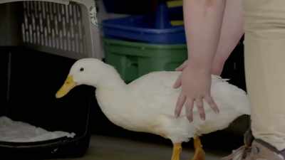 If there is a lot
of bone infection, - Secrets of the Zoo