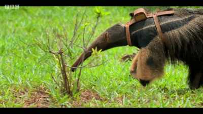 If there are barriers to movement, - Extinction: The Facts