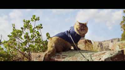 If there's a rock formation, - Cat Daddies