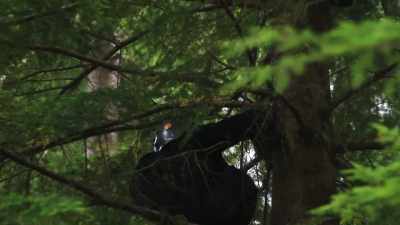  If there's anything out here
 we'll be able to see
 it and record it. - Expedition Bigfoot
