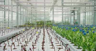 If these plants prove to be
capable of survival, - Little Joe