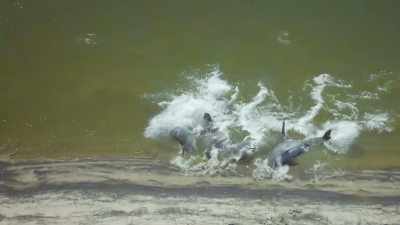 If they were beached, they
wouldn't survive for long. - The Secret Lives of Animals
