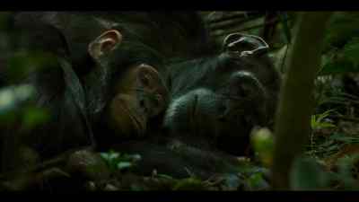 If they're caught, - Chimp Empire