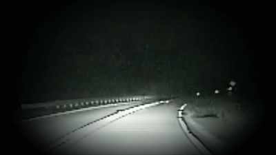IF THIS IS A WILD CREATURE, - Strange Evidence