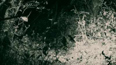 IF THIS IS UCUMAR TERRITORY, - Expedition Mungo