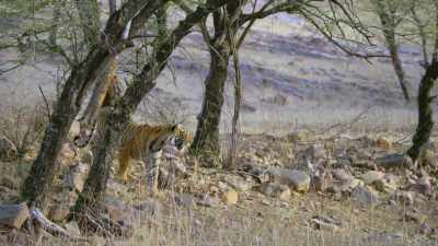 If she treads on a twig
and it snaps, - Attenborough's Life in Colour