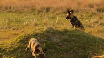 If Venus is to be a future leader,
she'll need to show she can take charge. - Wild Babies