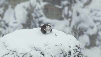 If she waits any longer
to breed, - Epic Yellowstone