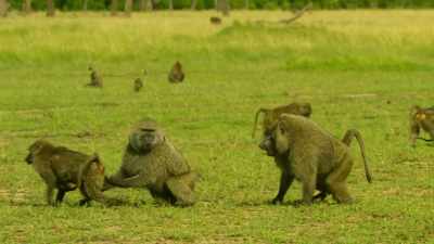 If he wants Cheka, he will take her. - Serengeti