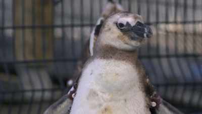 If he wants that, - Penguin Town