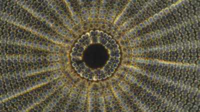 If it wasn't for those
prehistoric critters, - One Strange Rock
