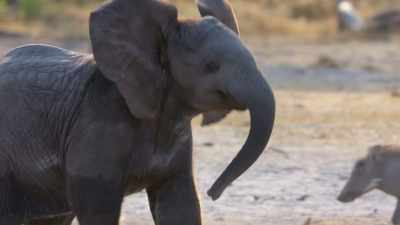 If you watch them chase warthogs.
If you watch them chase imaginary enemies. - In the Footsteps of Elephant