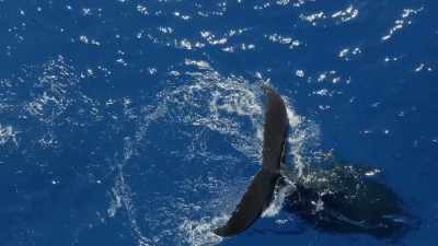 If we
look after what we have now, - Protecting Paradise: The Story of Niue