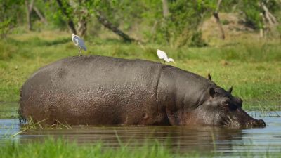 If you weigh as much as a pickup truck, - Big Beasts