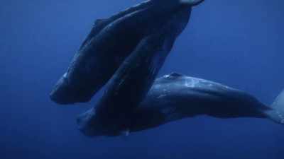 If we're going to preserve life,
whether it's ours or theirs, - Secrets of the Whales