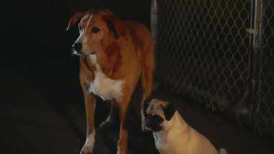 If what I heard in there
is true, - Junkyard Dogs
