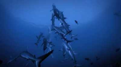 If you're facing down a shark, - Shark Attack Files