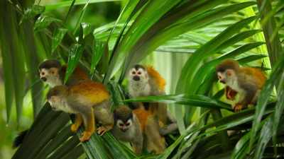 If you're not sure why this biodiversity
is so important to protect, - Our Great National Parks
