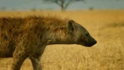 If Zalika shows weakness,
her family will fail. - Serengeti