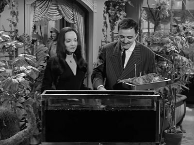 I'II swear these fish seem to know
when you're gonna feed them. - The Addams Family
