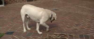 ["I'll Be Your Best Friend"
by Bamtone playing] - Dog Gone