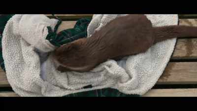 I'll get it washed sometime. - Billy & Molly: An Otter Love Story