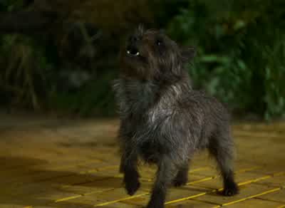 Well I'll get you anyway peeweeShame on youWhat did you do that for I didn't bite himNo but you tried toIt's bad enough picking on a straw man but picking on poor little dogsWell you didn't have to go and hit me did youIs my nose bleedingWell of course - The Wizard of Oz