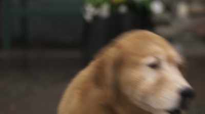 I'll go check it out and, uh,
maybe grab a Drumstick. - Cats & Dogs 3: Paws Unite