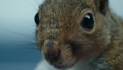 I'll have you. - Charlie and the Chocolate Factory