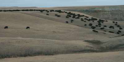 I'll head down valley 200 yards. - Butcher's Crossing