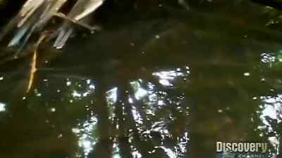 I'LL JUST GET THE CAMERA
AND PUT IT INTO THE WATER, - Man vs. Wild