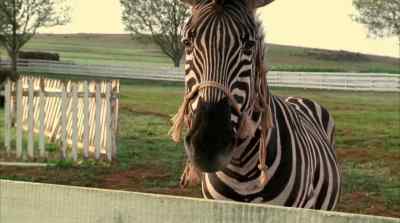 I'll race you anytime you want - Racing Stripes