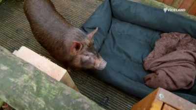 I'll see you in a bit, Wilbur.
(CATHY AND THOMAS CHUCKLE) - Stacey Dooley Sleeps Over