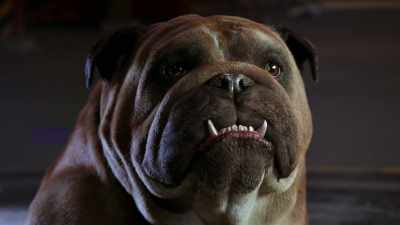 I'll, uh...
[ Lockjaw groans ] - Marvel's Inhumans
