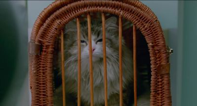 I'm a cat whisperer - Nine Lives