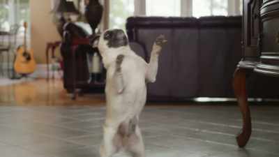 I'm a dumb human
and I can't use my hands. - Junkyard Dogs