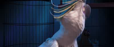 L'm a feathery freak With a beakA bird murdererYou think you're badder than me l never heard of ya - Rio