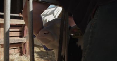Good girl. - Cow